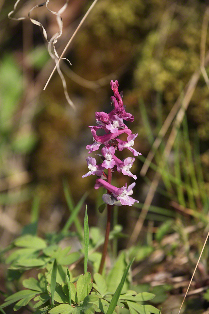 Hohler Lerchensporn